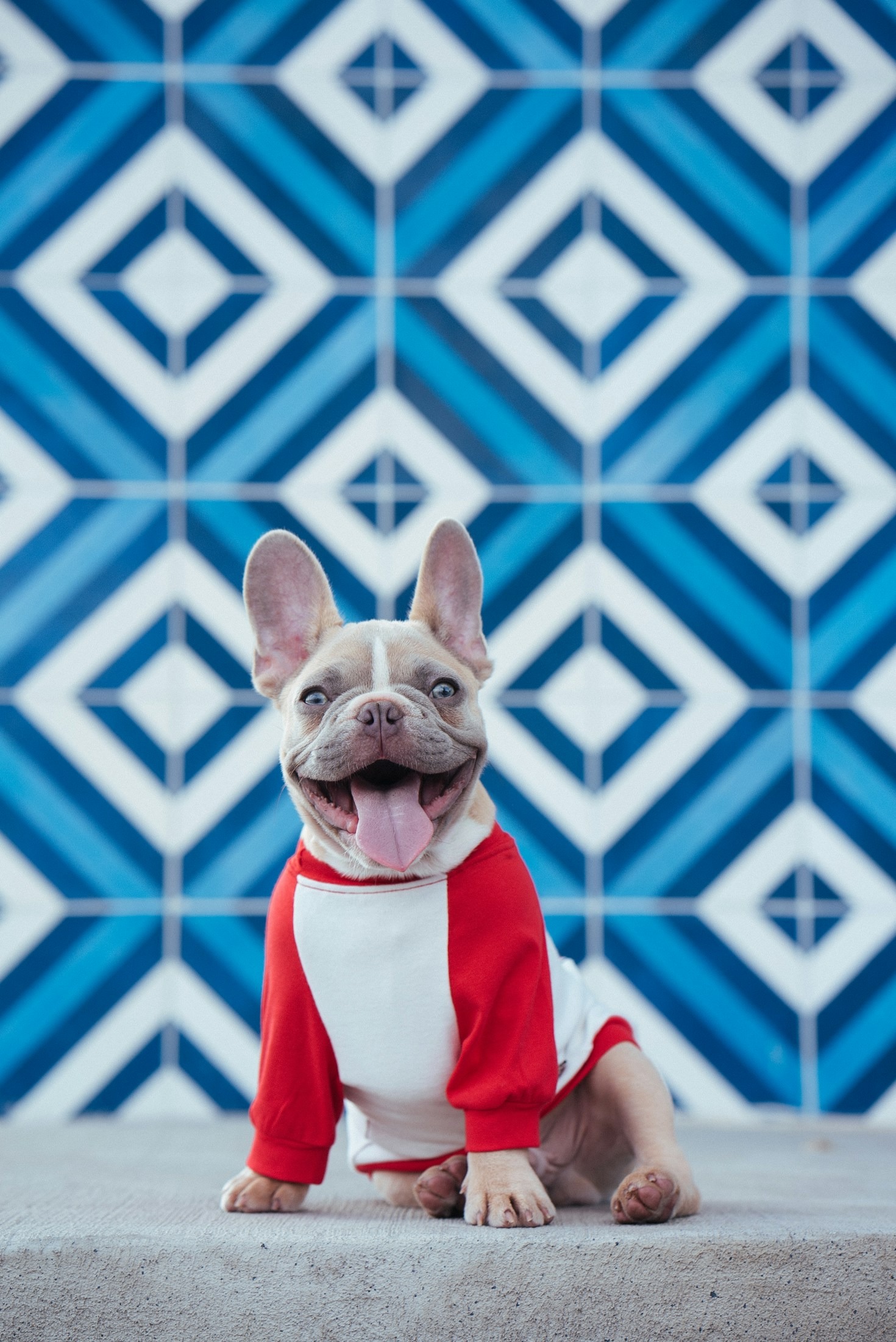 Why Grooming is Essential for Your Dog’s Health