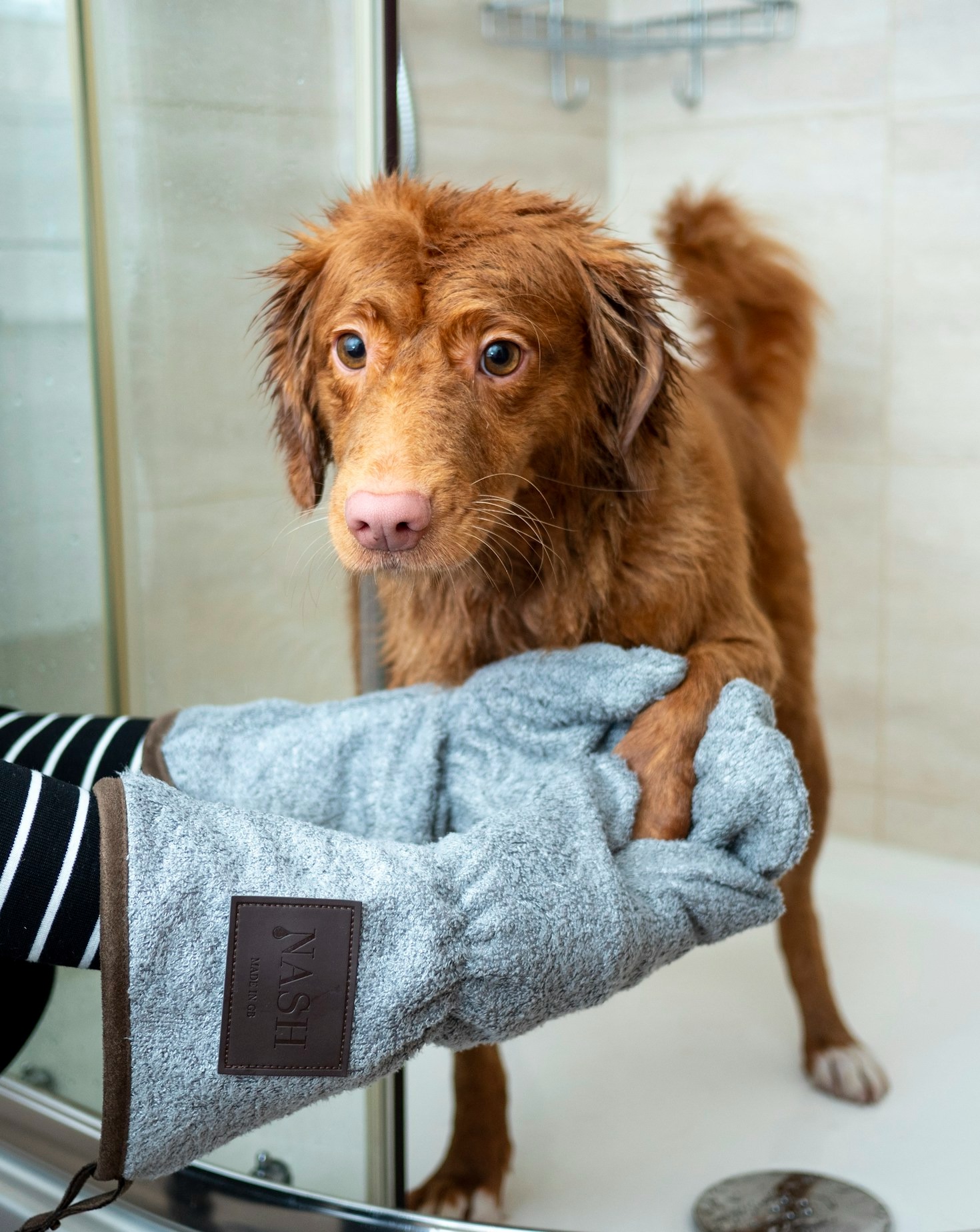 Top Dog Grooming Trends in 2023