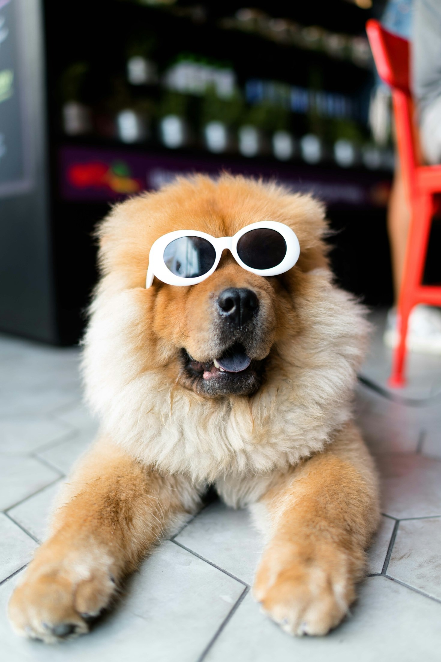 The Benefits of Regular Grooming for Dogs