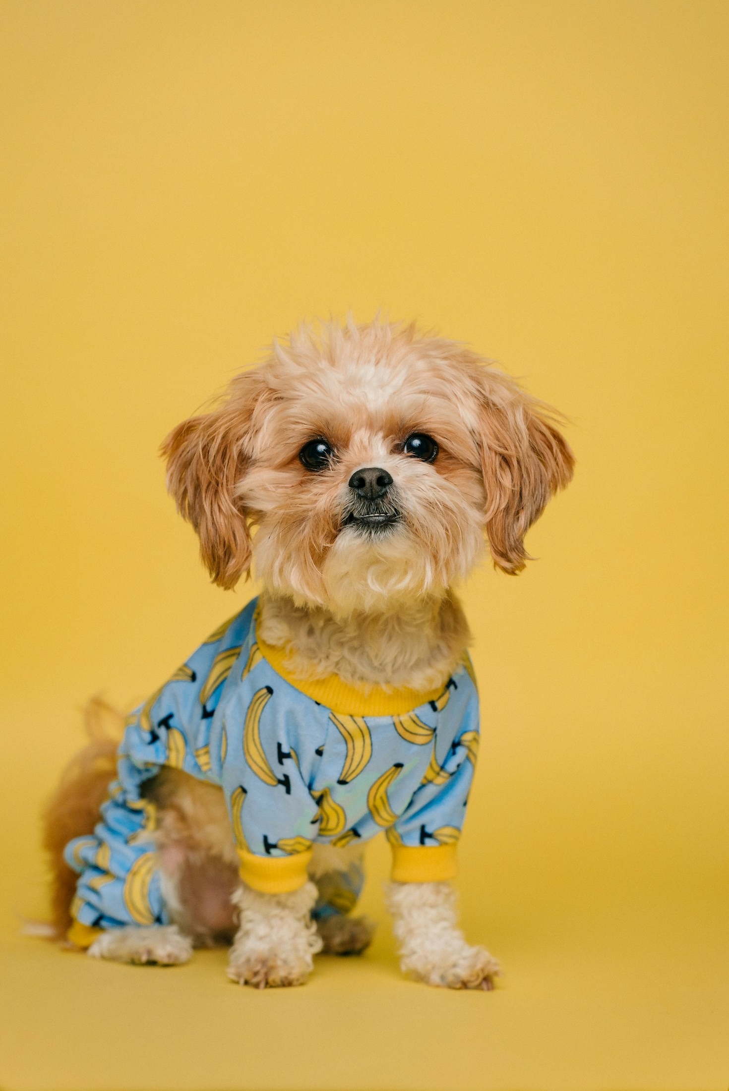 Choosing the Right Grooming Style for Your Dog