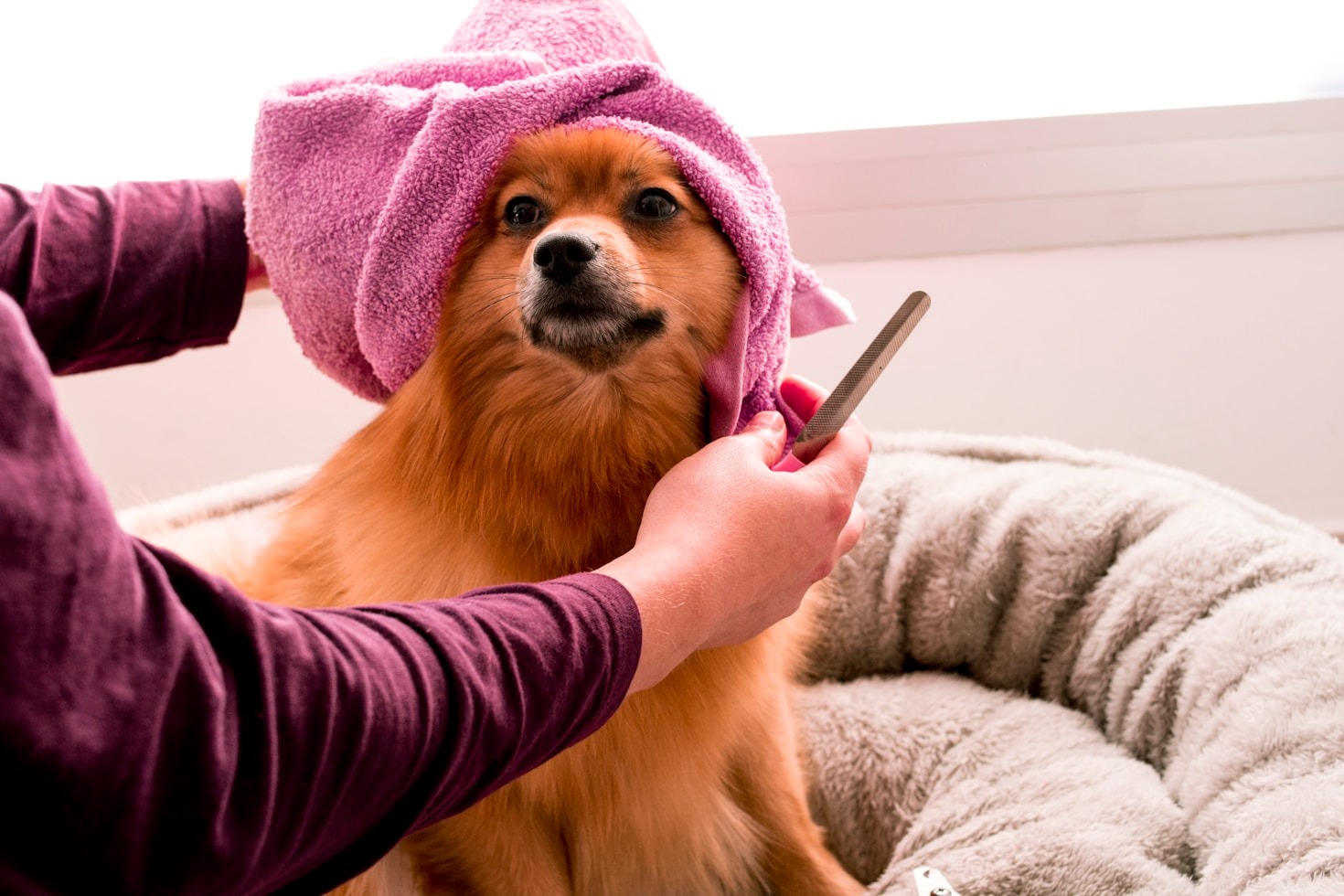 Tips to Maintain Your Dog’s Coat Between Grooming Sessions